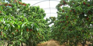 csr puglia tre bandi