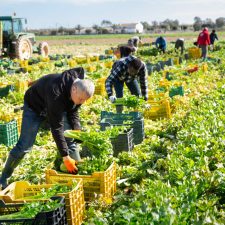 Lavoro, il sistema non aiuta i rapporti in regola