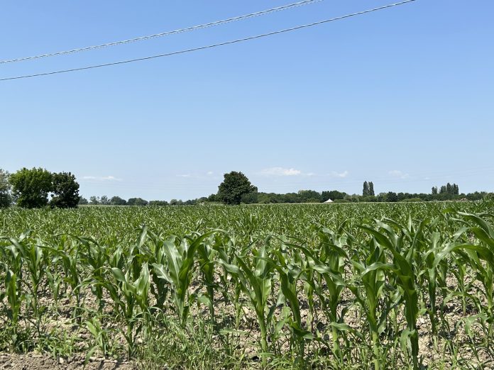 Mais fine maggio mais