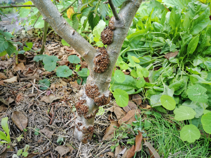 Nodi radicali su pianta di melo melo