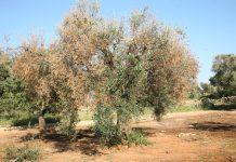 Xylella, nuovo piano per rigenerare l’olivicoltura pugliese xylella