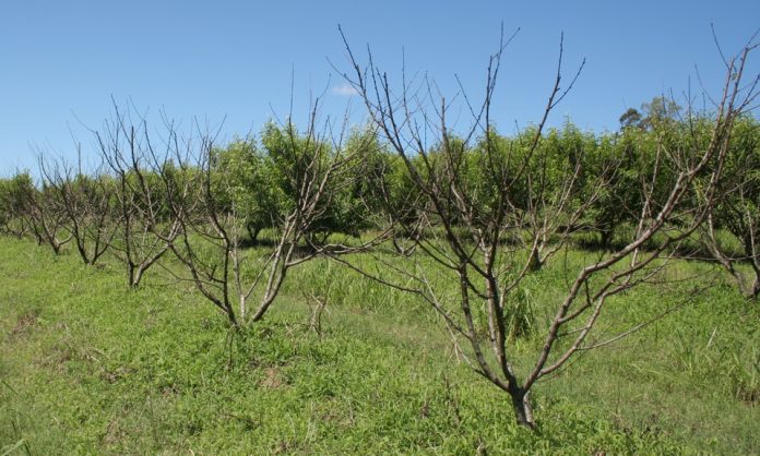 centro_7_2024_1_Moria piante pesco drupacee