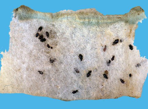 olivo scolitidi