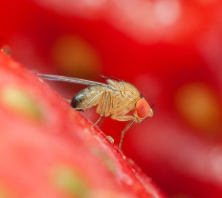 Drosophila Suzukii