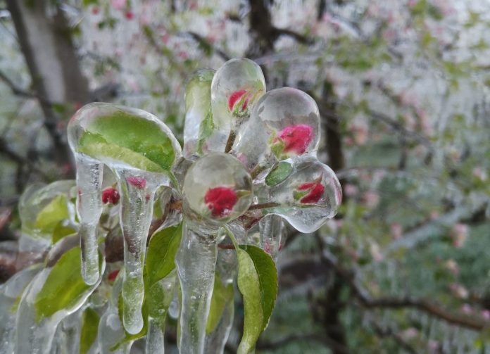 Fiori Melo Antibrina campagna assicurativa