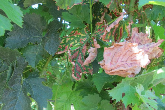 IMG_0931 mal dell'esca