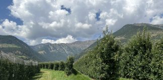 Alto Adige