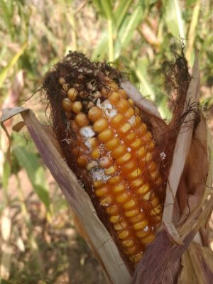 biocontrollo dei cereali