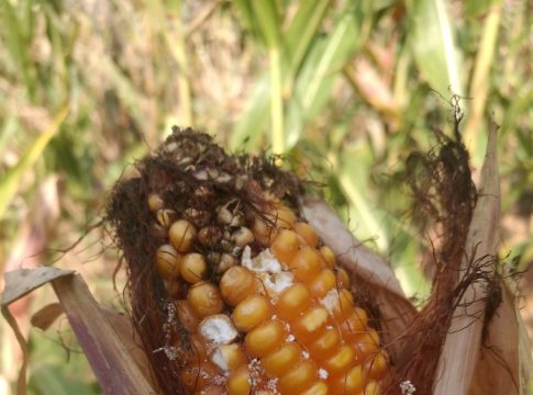 biocontrollo dei cereali