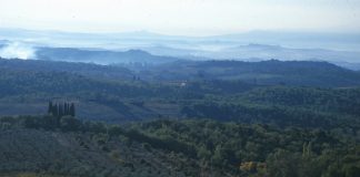 foreste