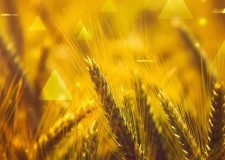 grano duro