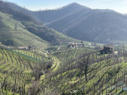 settore vitivinicolo