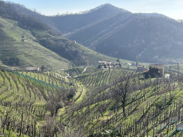 settore vitivinicolo