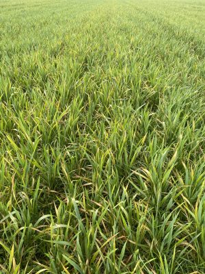 macchie fisiologiche