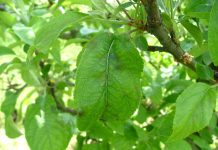 ticchiolatura del melo