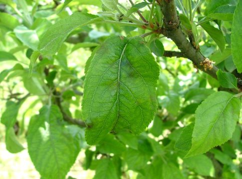 ticchiolatura del melo