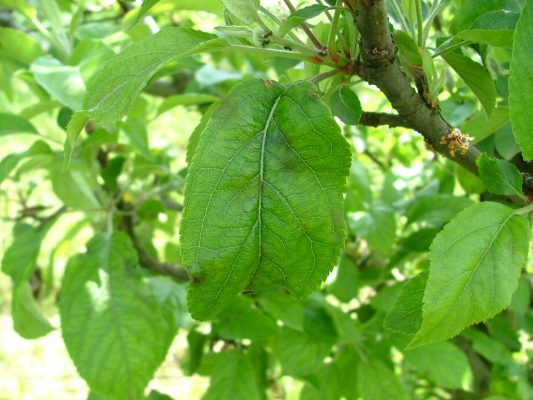 ticchiolatura del melo