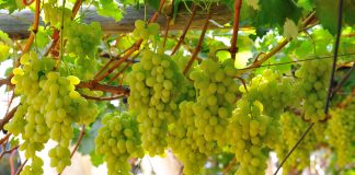 uva da tavola cicalina