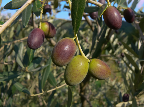 olivo