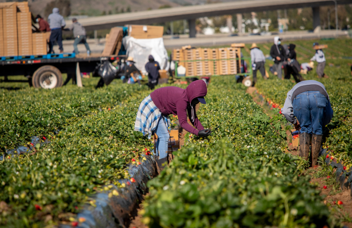 AdobeStock_808597588_lavoratori campo