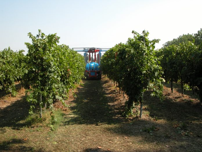 vigneto
