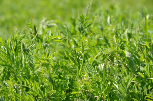 valorizzare le leguminose