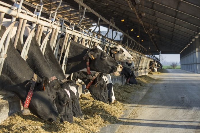 allevamento di bovini da latte zootecnia stalla latte