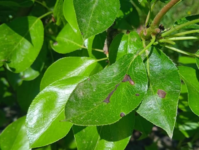 maculatura bruna fogliare maculatura bruna