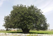 Da cibo povero a superfood: la nuova vita del carrubo carrubo