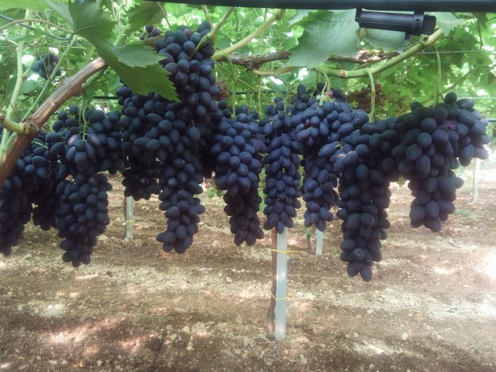 Ceppo di Maula uve apirene