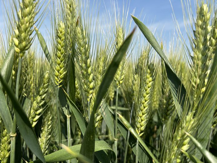 grano duro