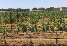 La cicalina africana si combatte così cicalina africana