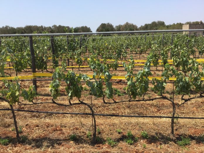 Sportelli_cicalina_11_2025_1_applicazione nastro polietilene cicalina africana