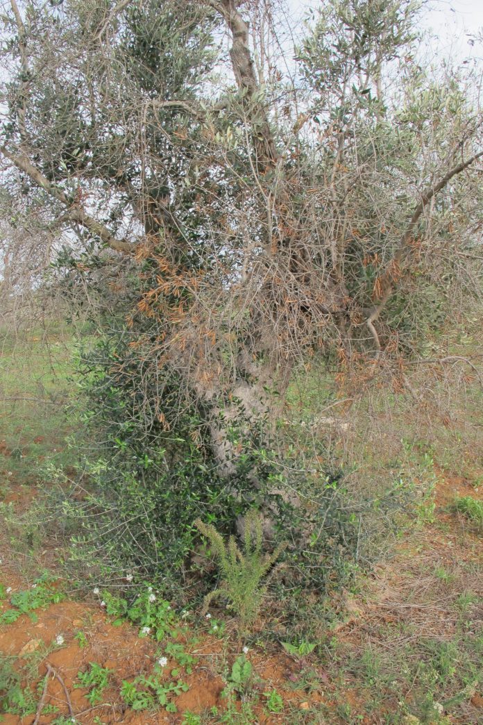 danni xylella olivo