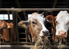 Alimentazione zootecnica: stabili orzi, sorgo e grani teneri