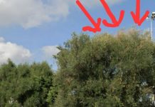 Xylella