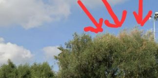 Xylella