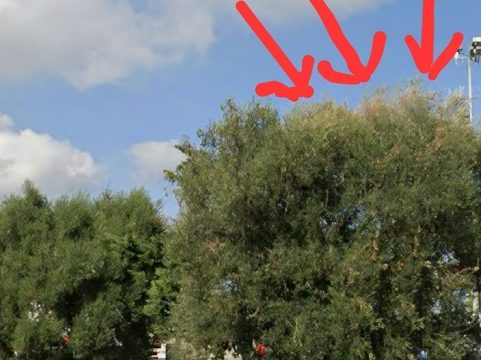 Xylella, individuato nuovo focolaio a Bisceglie Xylella