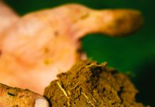 Suoli agricoli, la Lombardia entra nel progetto europeo Solila
