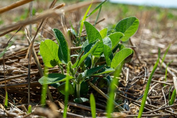 Cereal Docks spinge sull’agricoltura rigenerativa con “Nurture The Future”