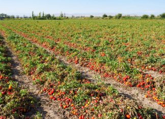 nutrizione del pomodoro da industria