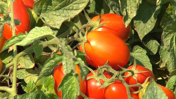 Pomodoro da industria, al Nord sempre più preferito ad altre colture