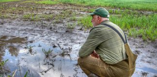 avversità climatiche