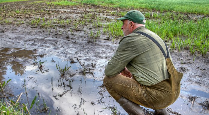avversità climatiche