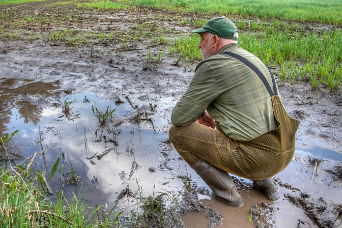 agricoltore triste_AdobeStock_600179901_As the farmer surveys his flooded field, he feels a sense of despair. Climate change has brought more extreme weather, making it harder to grow crops and maintain his livelihood.. avversità climatiche