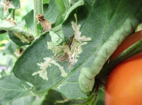 peptidi