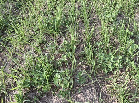 Diserbo cereali, pre e post-emergenza ormai scelta obbligata diserbo cereali