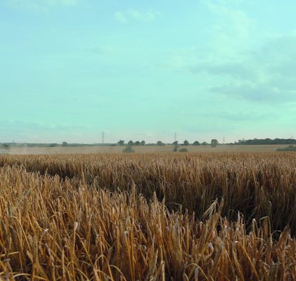 Orzo, un’annata ai limiti della perfezione