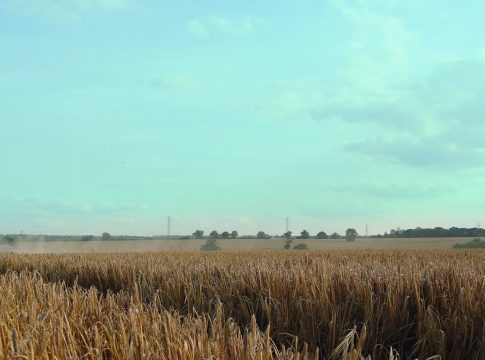 Orzo, un’annata ai limiti della perfezione orzo