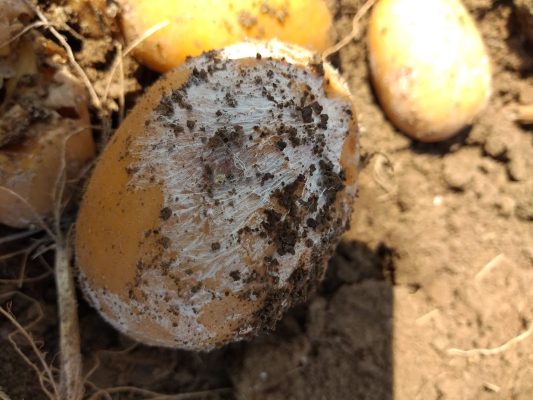 Sclerotinia della patata presenza invadente